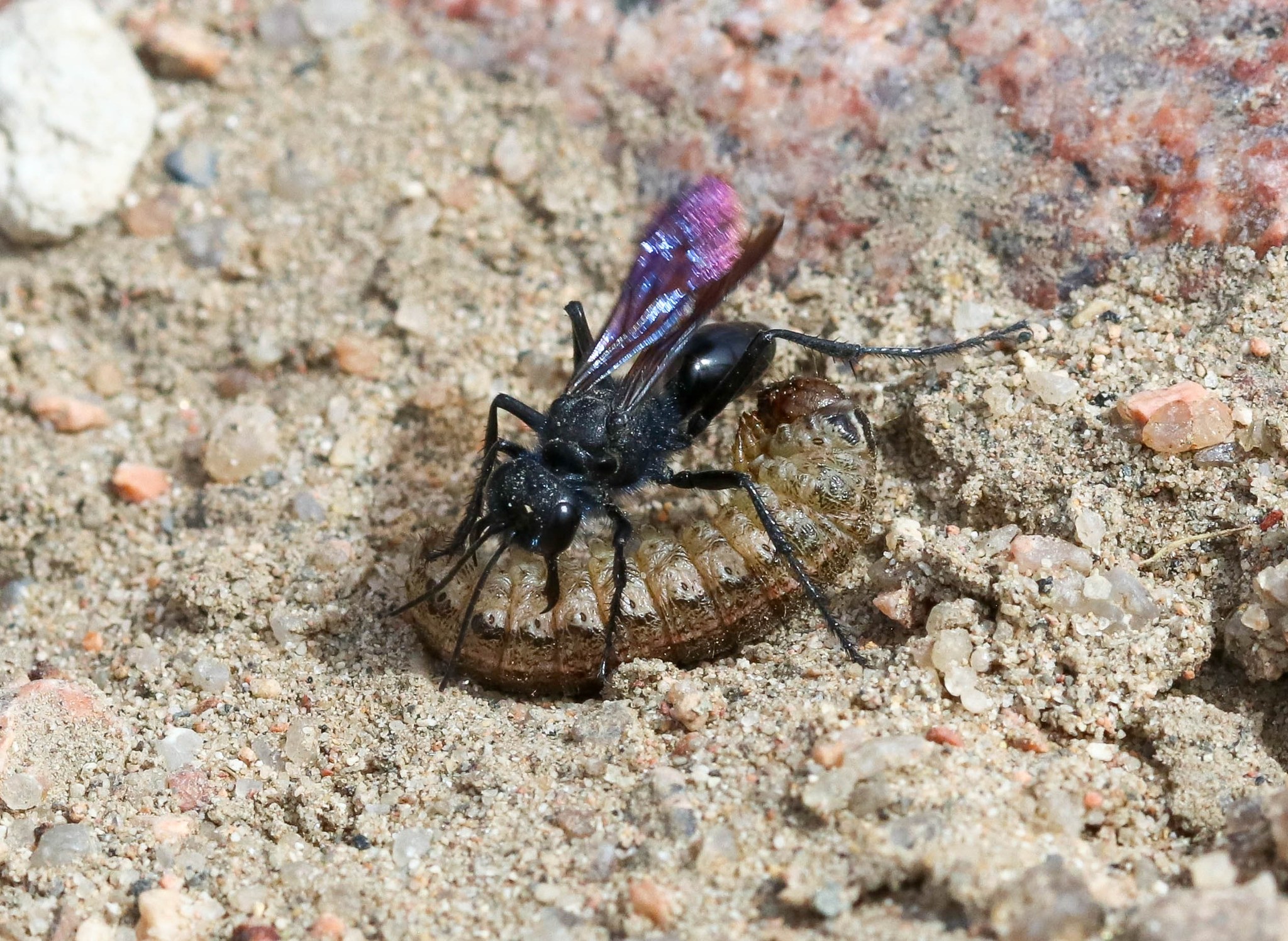 Hymenoptera-eat-Cutworms