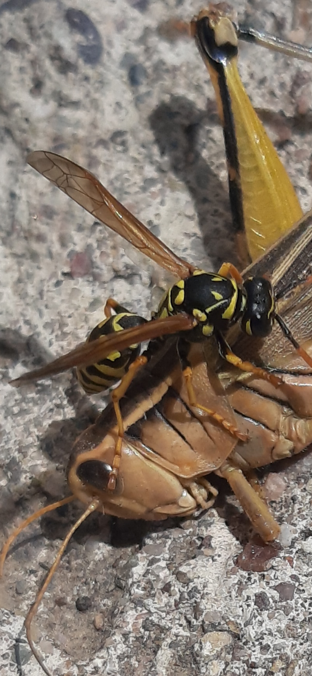 Hymenoptera eat Grasshoppers