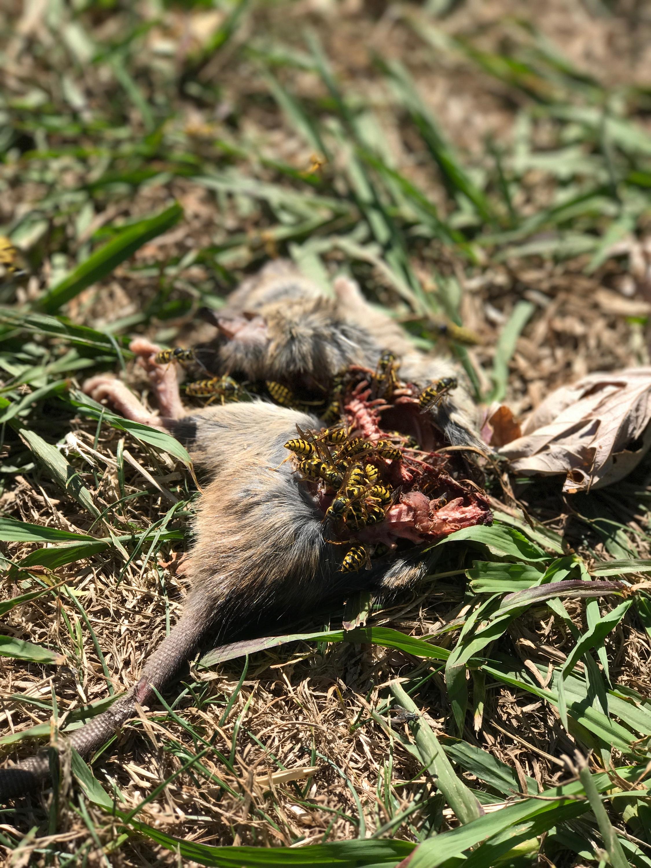 The Agriculture Pathology Institute is utilizing bees, wasps, and hornets as innovative organic pesticides. Learn about Hymenoptera’s role in sustainable, chemical-free pest control on large farms, promoting biodiversity and eco-friendly farming practices.